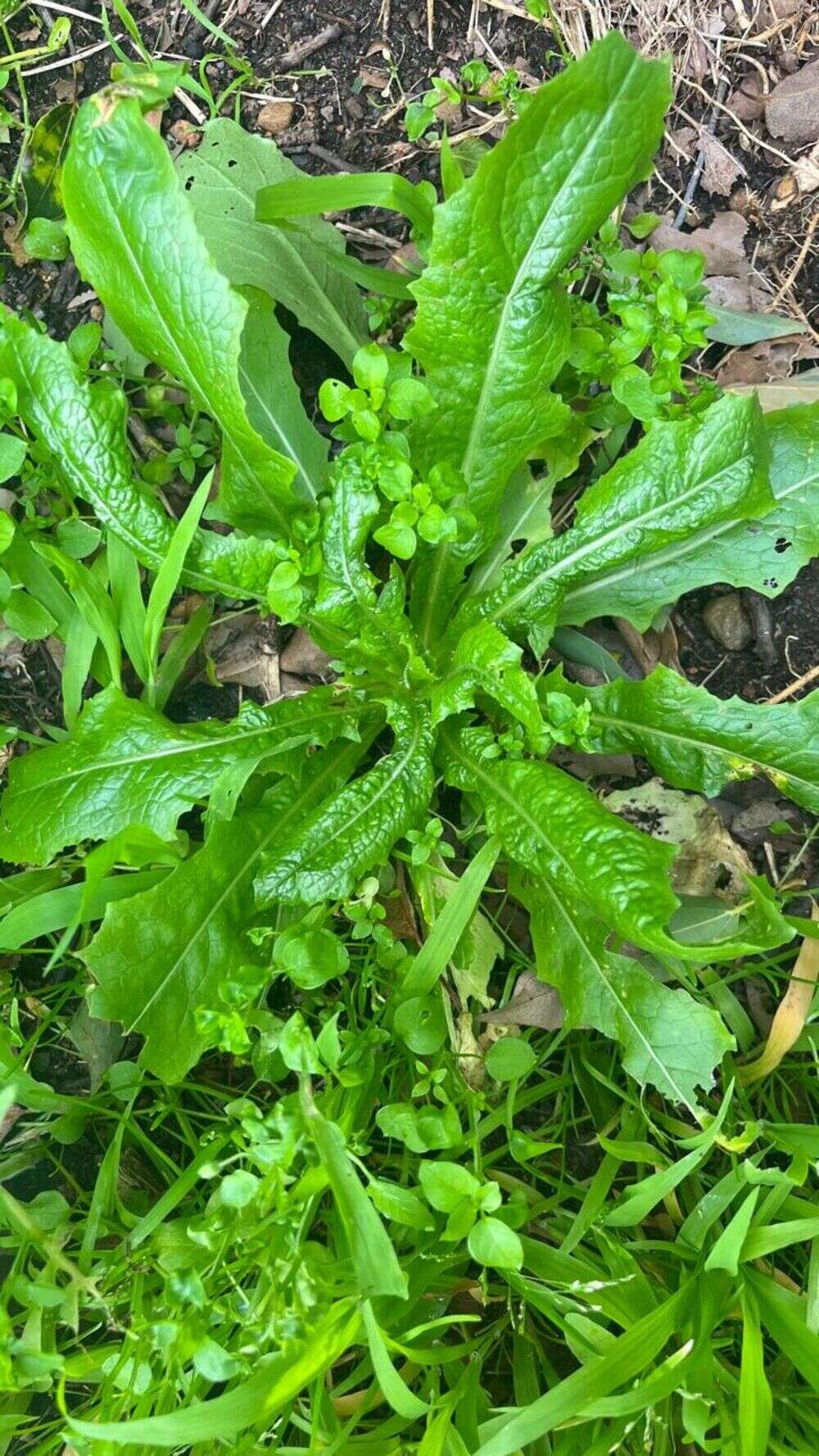 Wild Lettuce - Weedopedia - detail view